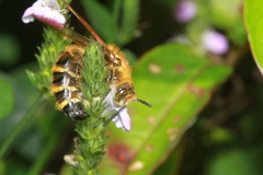 Megacampsomeris prismatica