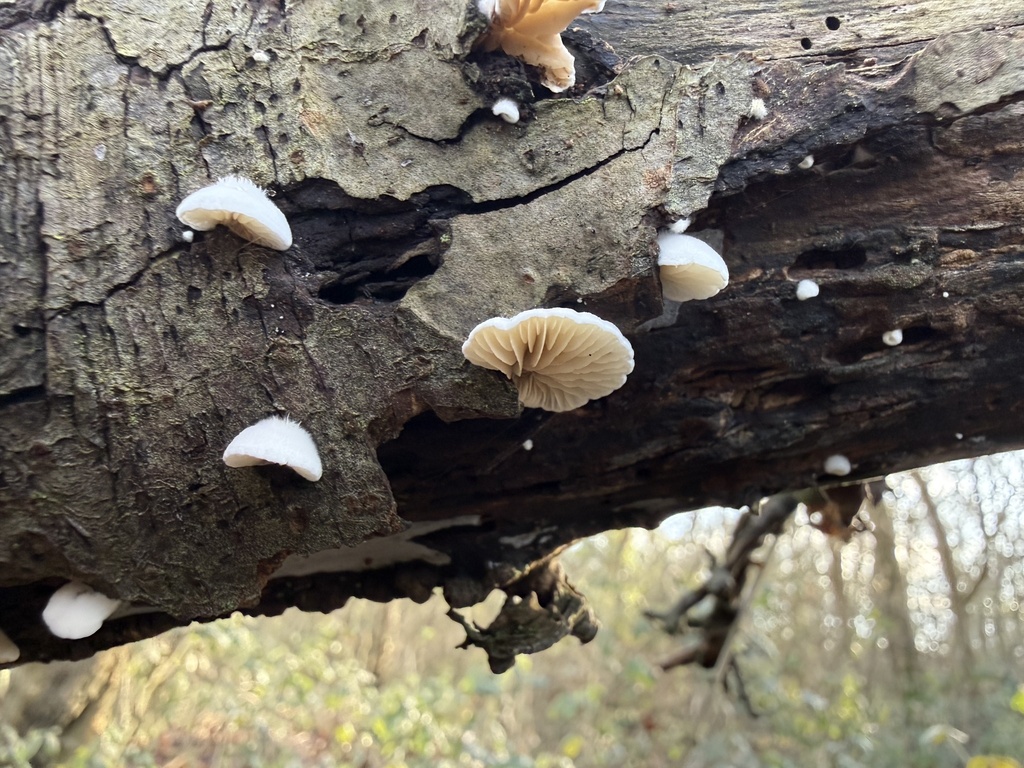 Crepidotus · January 2026 · photo: © cjoynson (iNaturalist, cc0)
