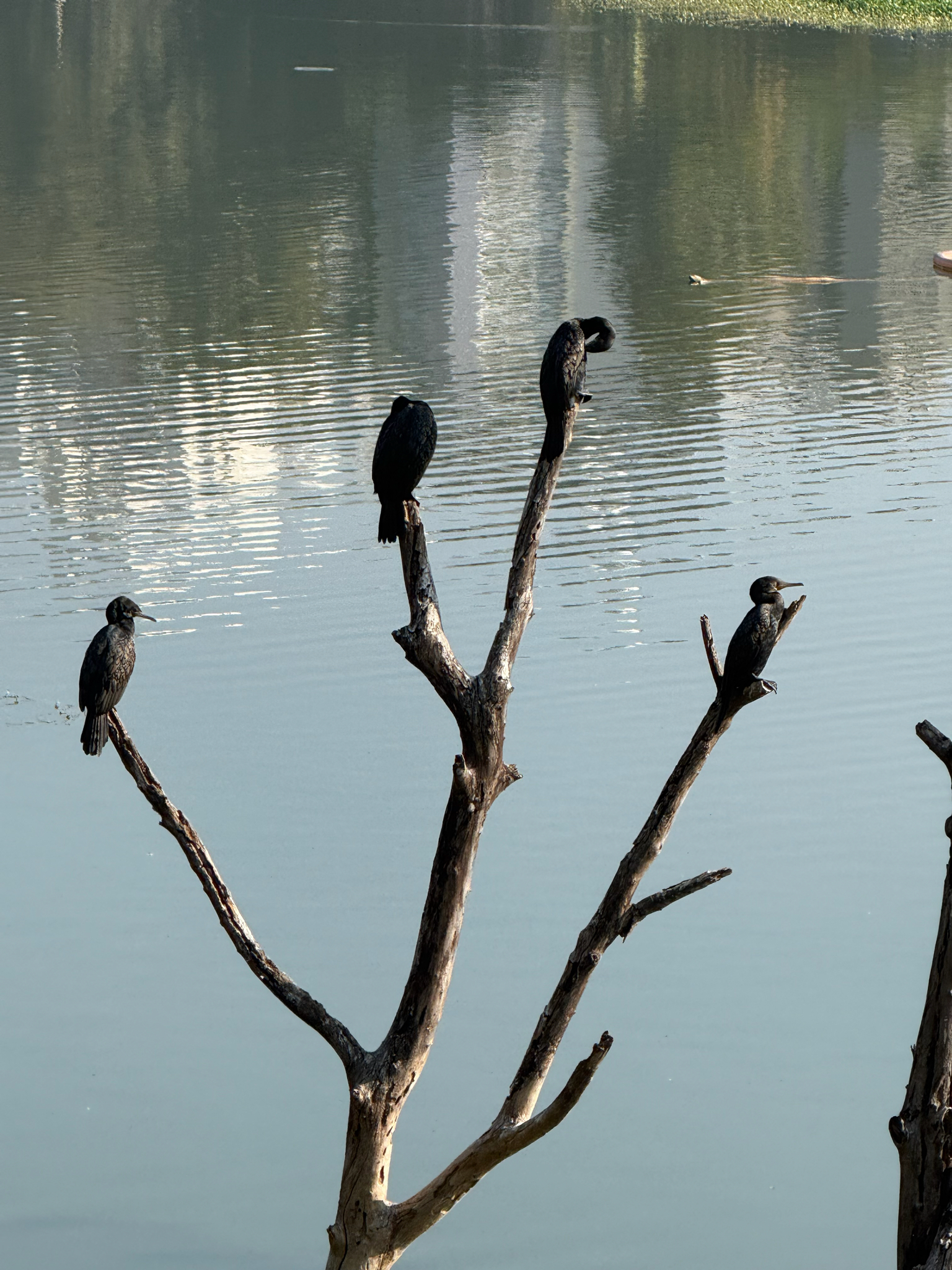 Indian Cormorant (Phalacrocorax fuscicollis), photo 1