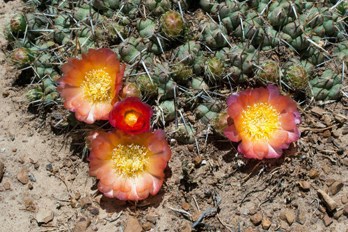 Cumulopuntia rossiana