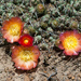 Cumulopuntia rossiana - Photo (c) Martin Lowry,  זכויות יוצרים חלקיות (CC BY-NC), הועלה על ידי Martin Lowry