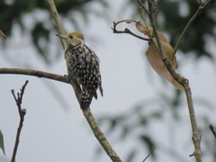 Leiopicus mahrattensis