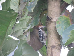 Leiopicus mahrattensis