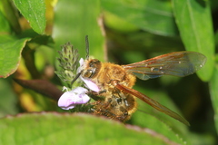 Megacampsomeris prismatica