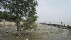 Sonneratia caseolaris