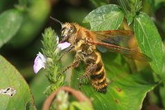 Megacampsomeris prismatica