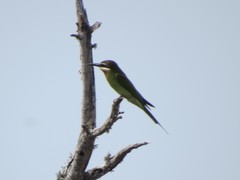 Merops superciliosus