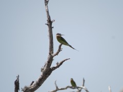 Merops superciliosus