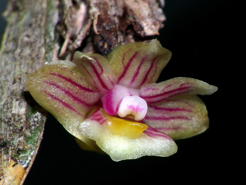 Dendrobium distichum