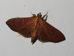 Prenesta scyllalis