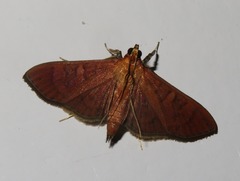 Prenesta scyllalis
