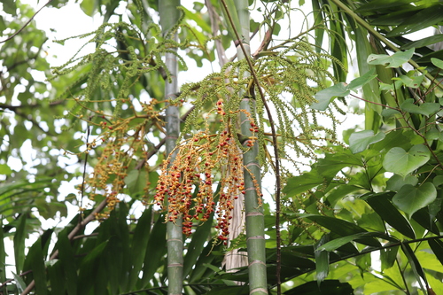 Macarthur Palm (Ptychosperma propinquum)