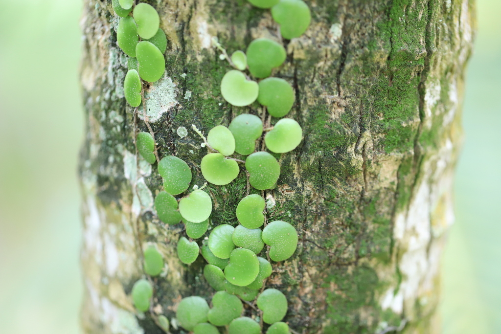 Ráng tai chuột vẩy ốc – Pyrrosia piloselloides