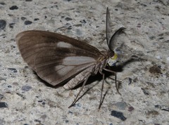 Erilusa