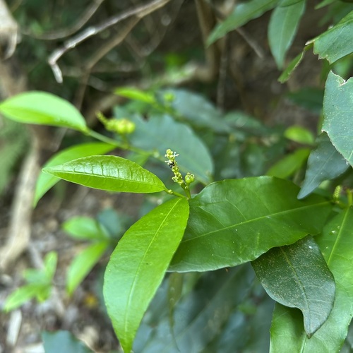 Excoecaria formosana iNat (2)