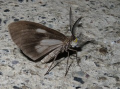 Erilusa