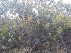 Banksia lemanniana