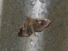 Pantographa