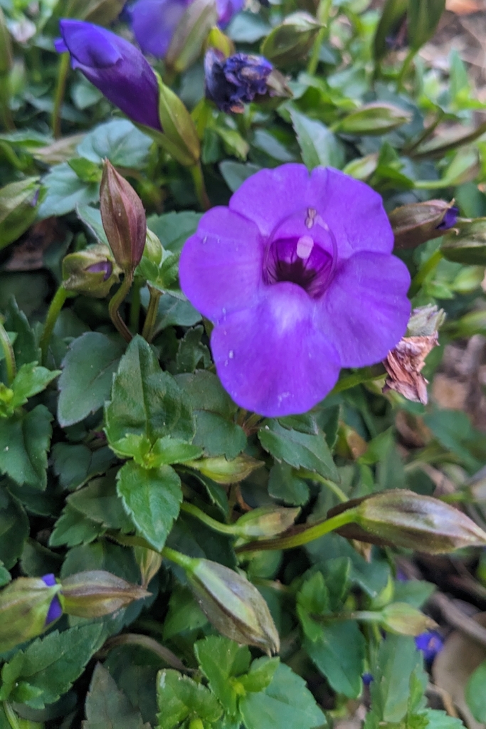 Tô liên cùng mầu – Torenia concolor