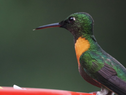 Gould's Jewelfront (Heliodoxa aurescens), photo 2