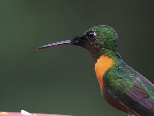 Gould's Jewelfront (Heliodoxa aurescens), photo 3