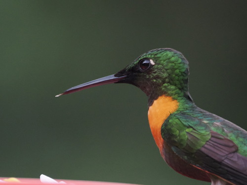 Gould's Jewelfront (Heliodoxa aurescens), photo 10