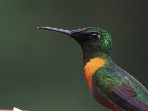 Gould's Jewelfront (Heliodoxa aurescens), photo 9