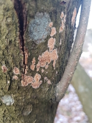Corticium roseum