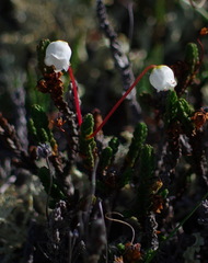 Cassiope tetragona tetragona