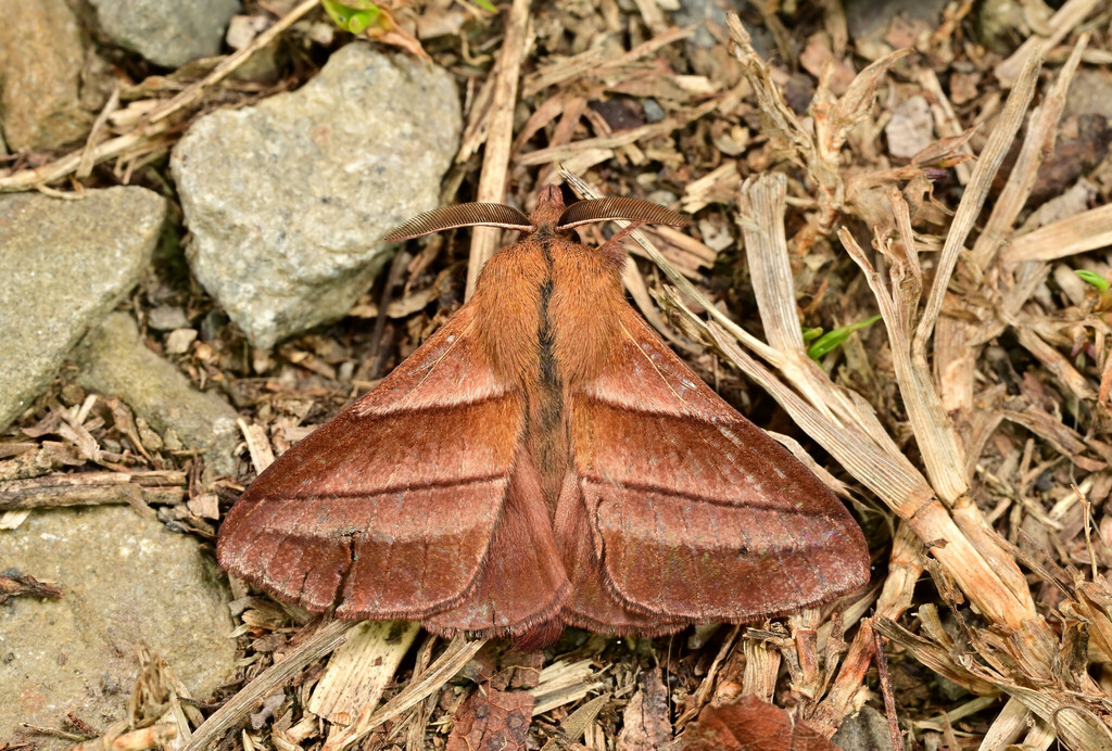 Syrastrenopsis kawabei