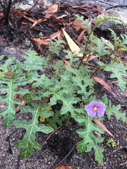 Solanum cinereum