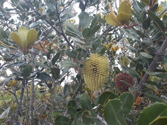 Banksia lemanniana