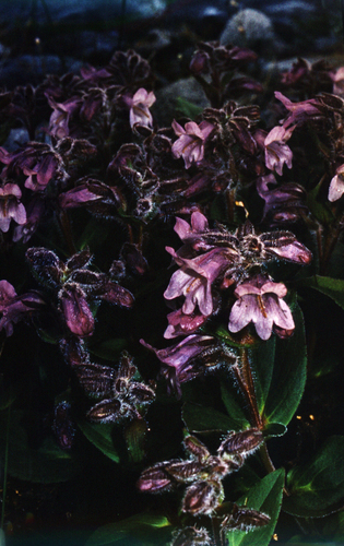 Shrubby beardtongue (Pennellianthus frutescens)