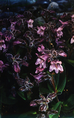 (c) Oleg Kosterin, some rights reserved (CC BY) Pennellianthus frutescens, photograph (c) Oleg Kosterin, some rights reserved (CC BY)