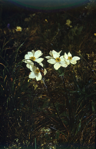 One-flowered anemone (Anemonastrum sibiricum)