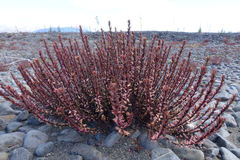 Epilobium melanocaulon