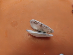 Barbatia
