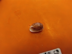 Gastropoda