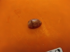 Gastropoda