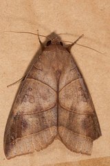 Thyas coronata