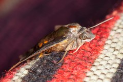 Macroglossum corythus fuscicauda