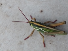 Staleochlora viridicata