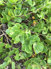 Scaevola coriacea