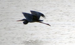 Ardea humbloti