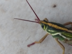 Staleochlora viridicata