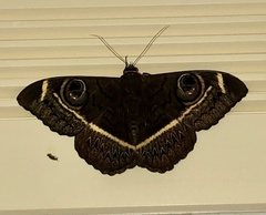 Cyligramma latona