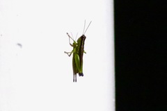 Gesonula punctifrons