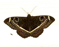 Cyligramma latona
