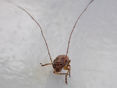 Lawsonia variabilis