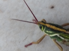 Staleochlora viridicata